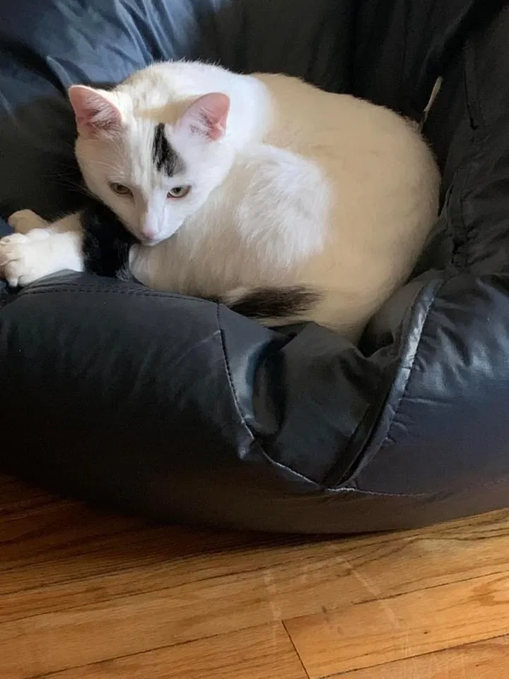 Lost cat in Waterbury, CT, 6704