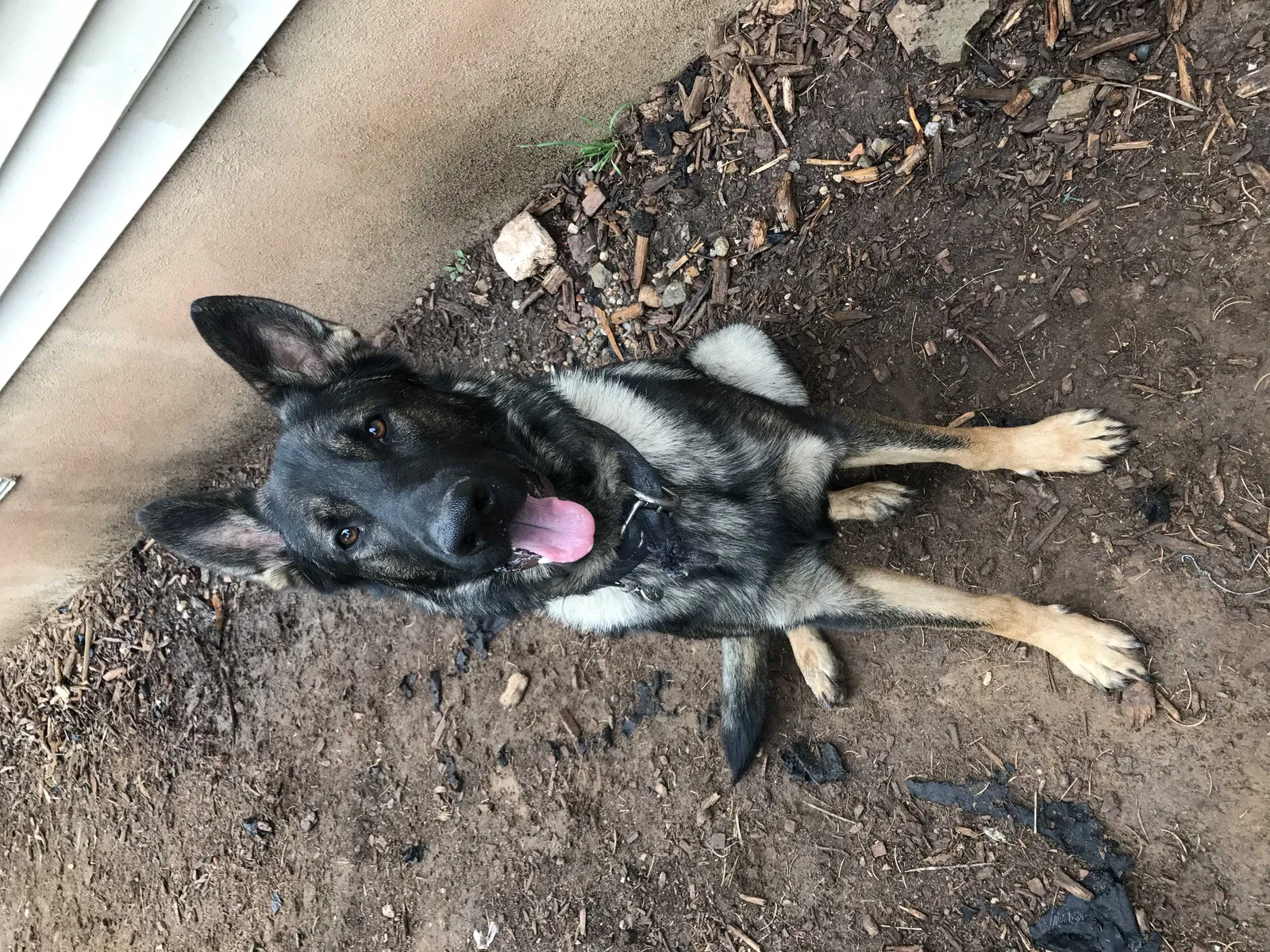 Lost dog in Edgewood, NM, 87015