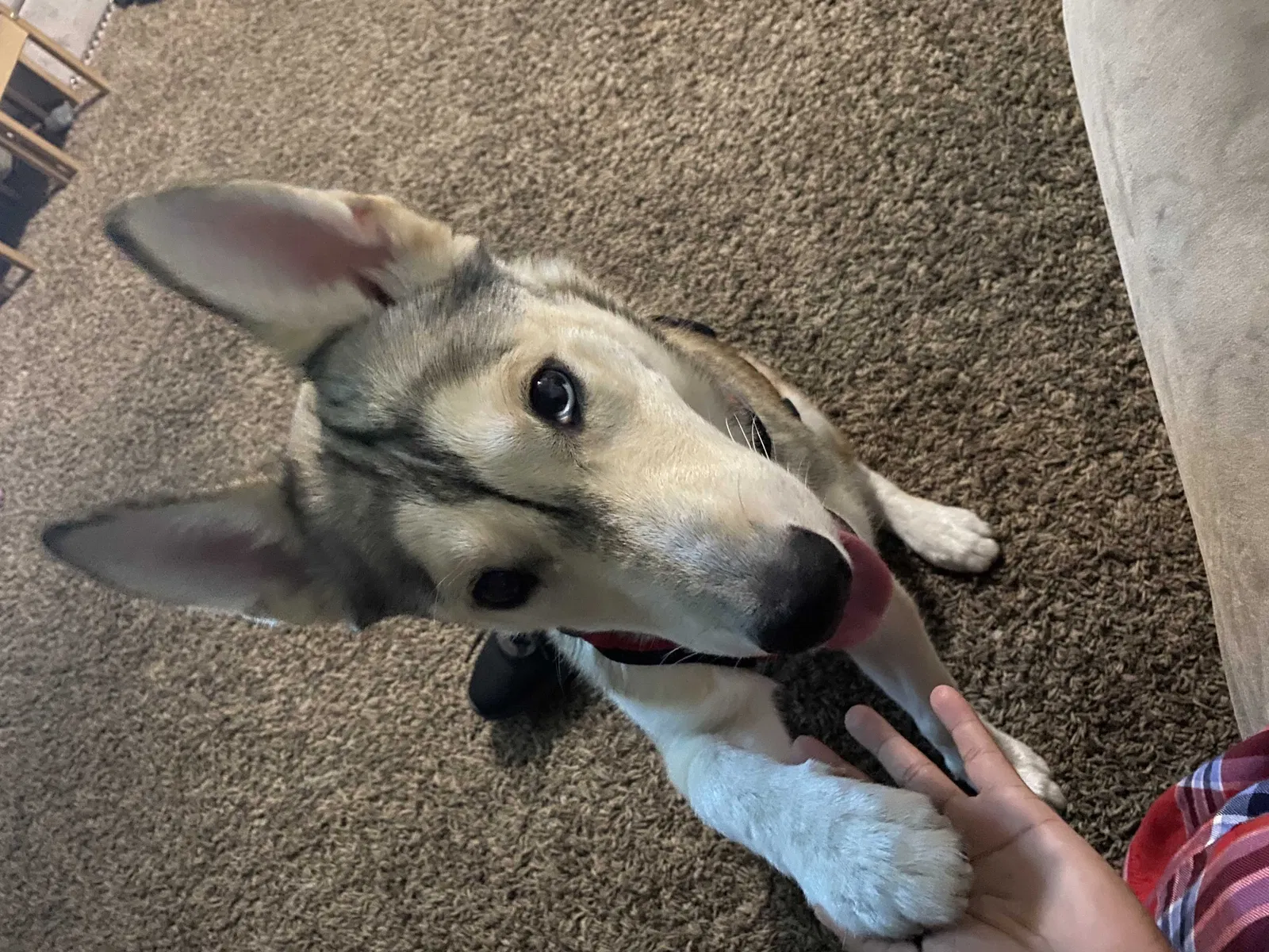 Lost dog in Long Beach, CA, 90805