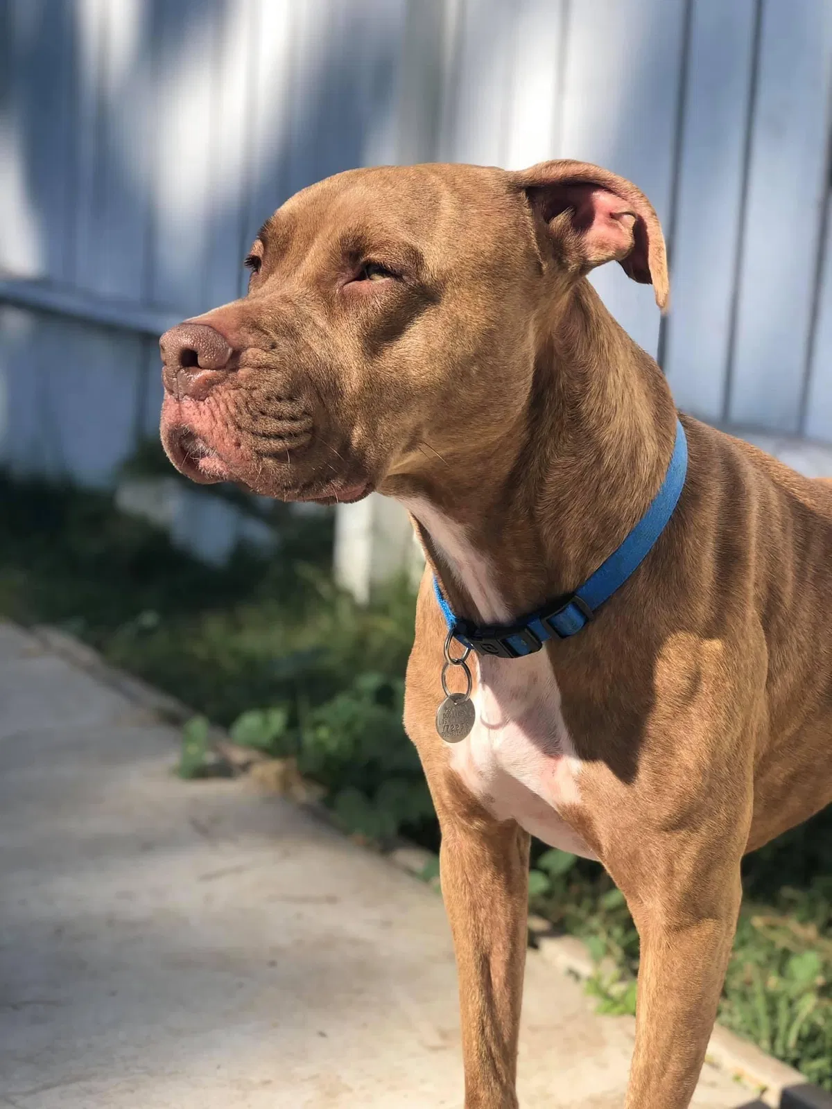 Lost dog in Carson, CA, 90746