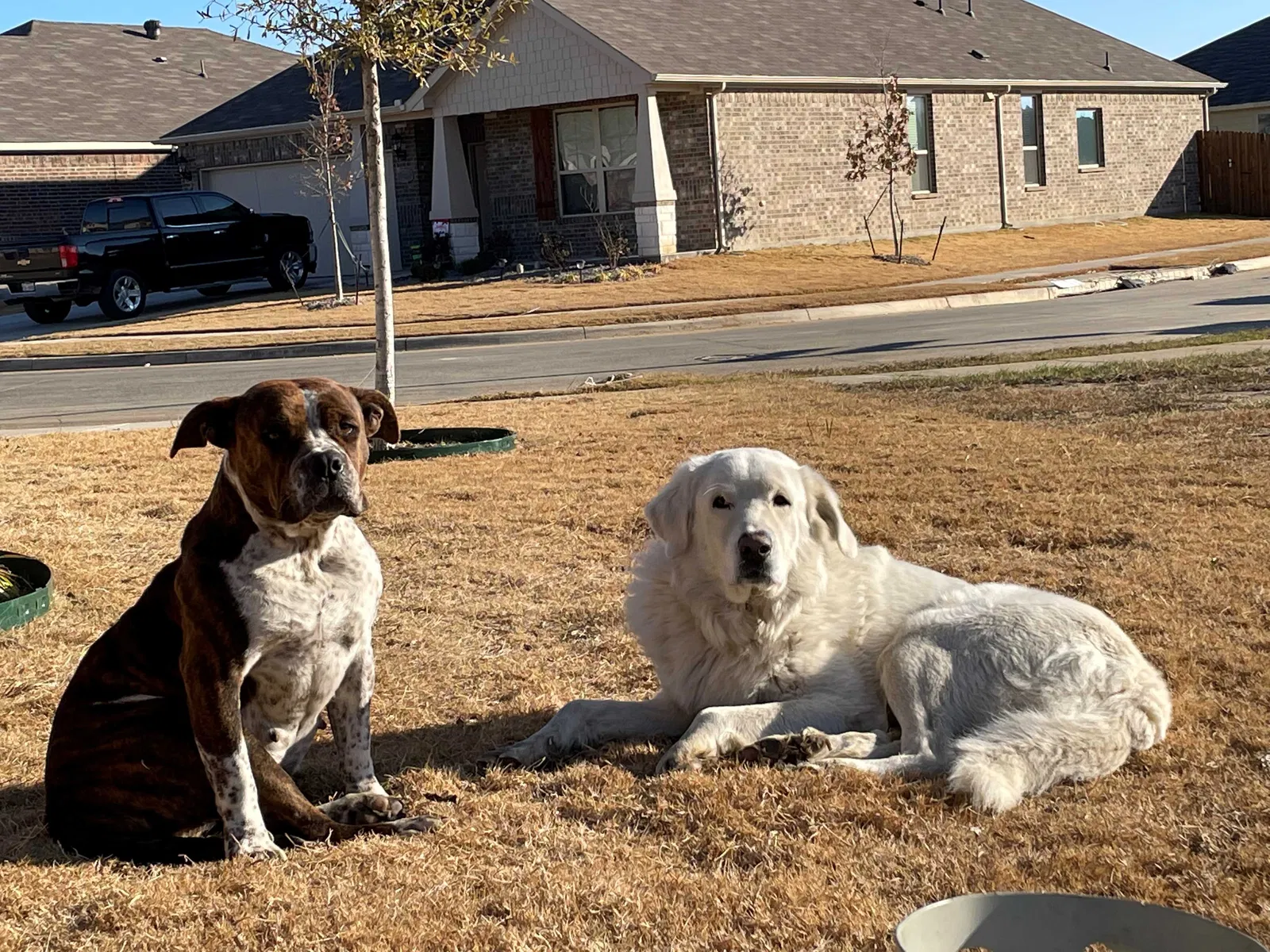 Found dog in Fort Worth, TX, 76140