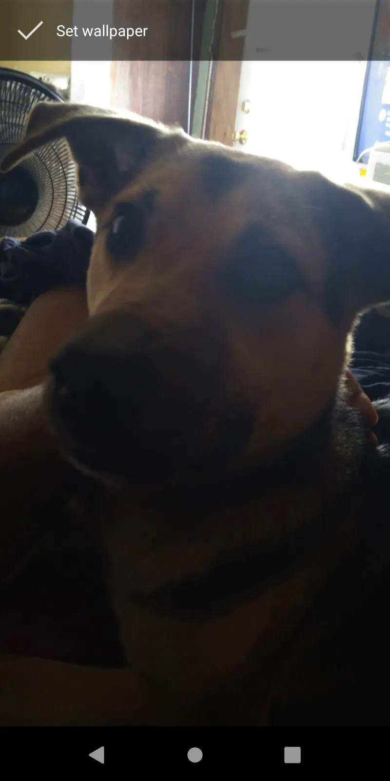 Lost dog in New Iberia, LA, 70560