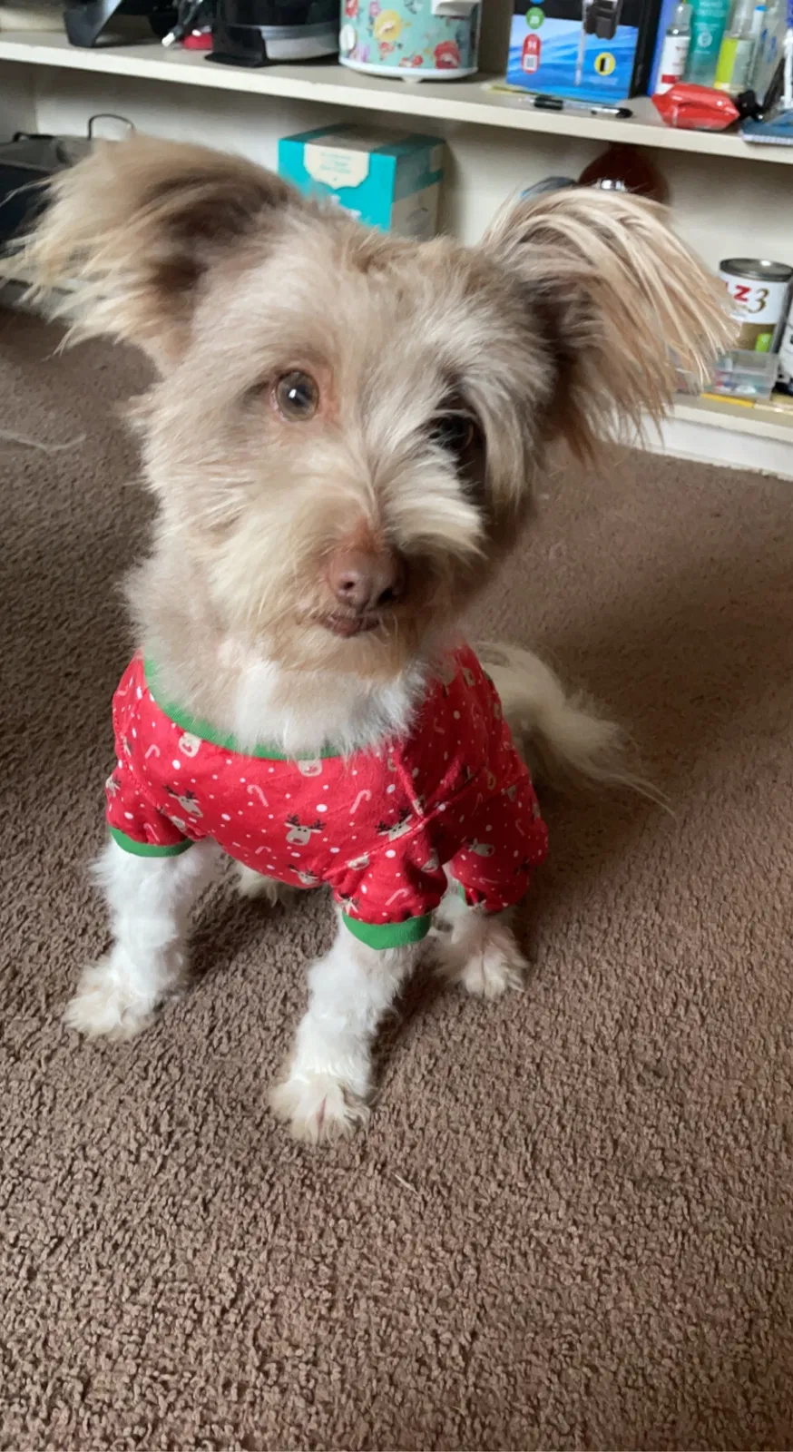 Lost dog in Fresno, CA, 93703