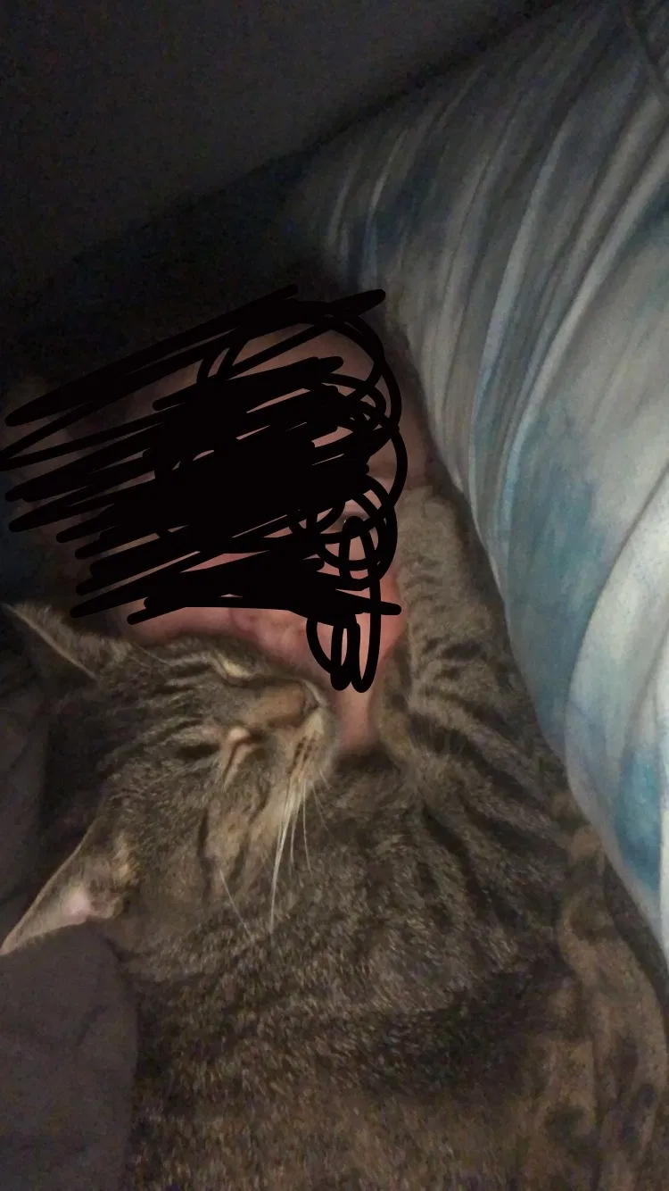 Lost cat in Evansville, IN, 47714