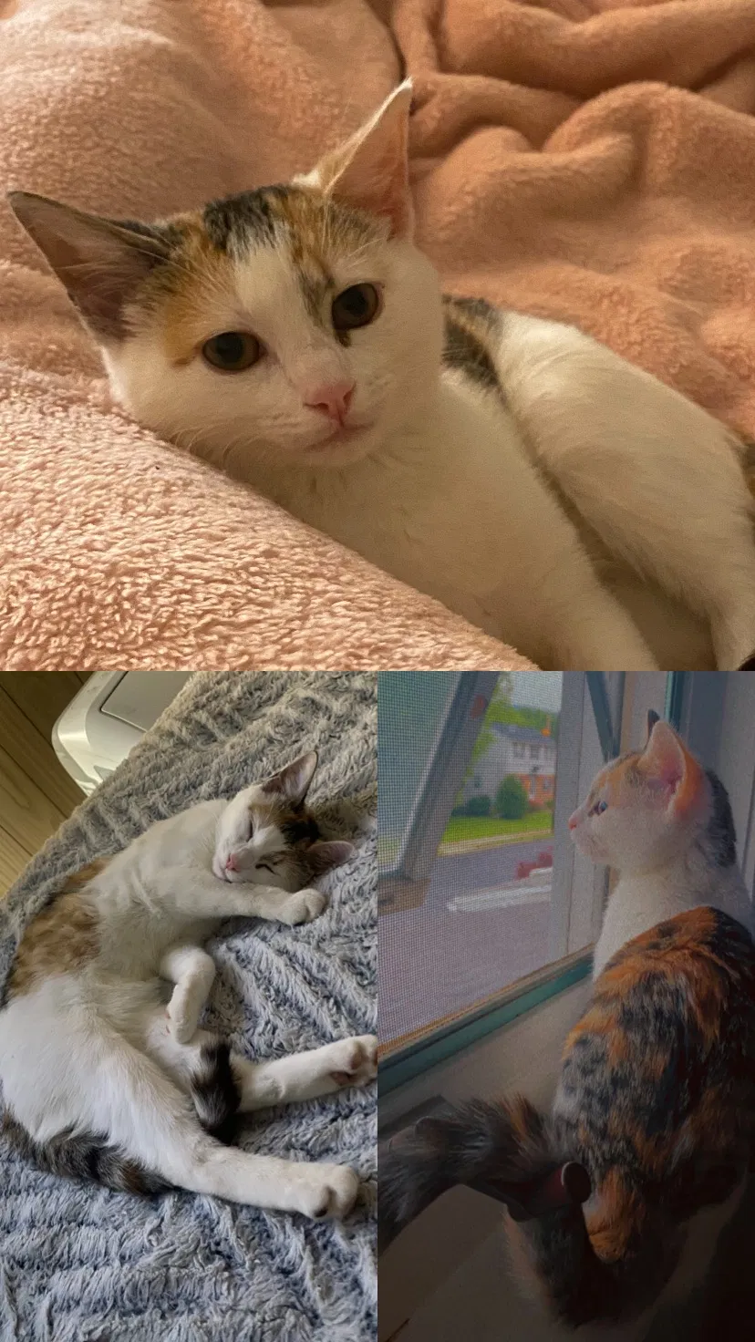 Lost cat in Allentown, PA, 18104