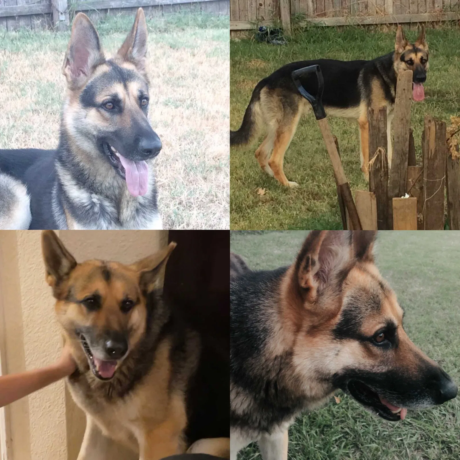 Lost dog in Balch Springs, TX, 75180