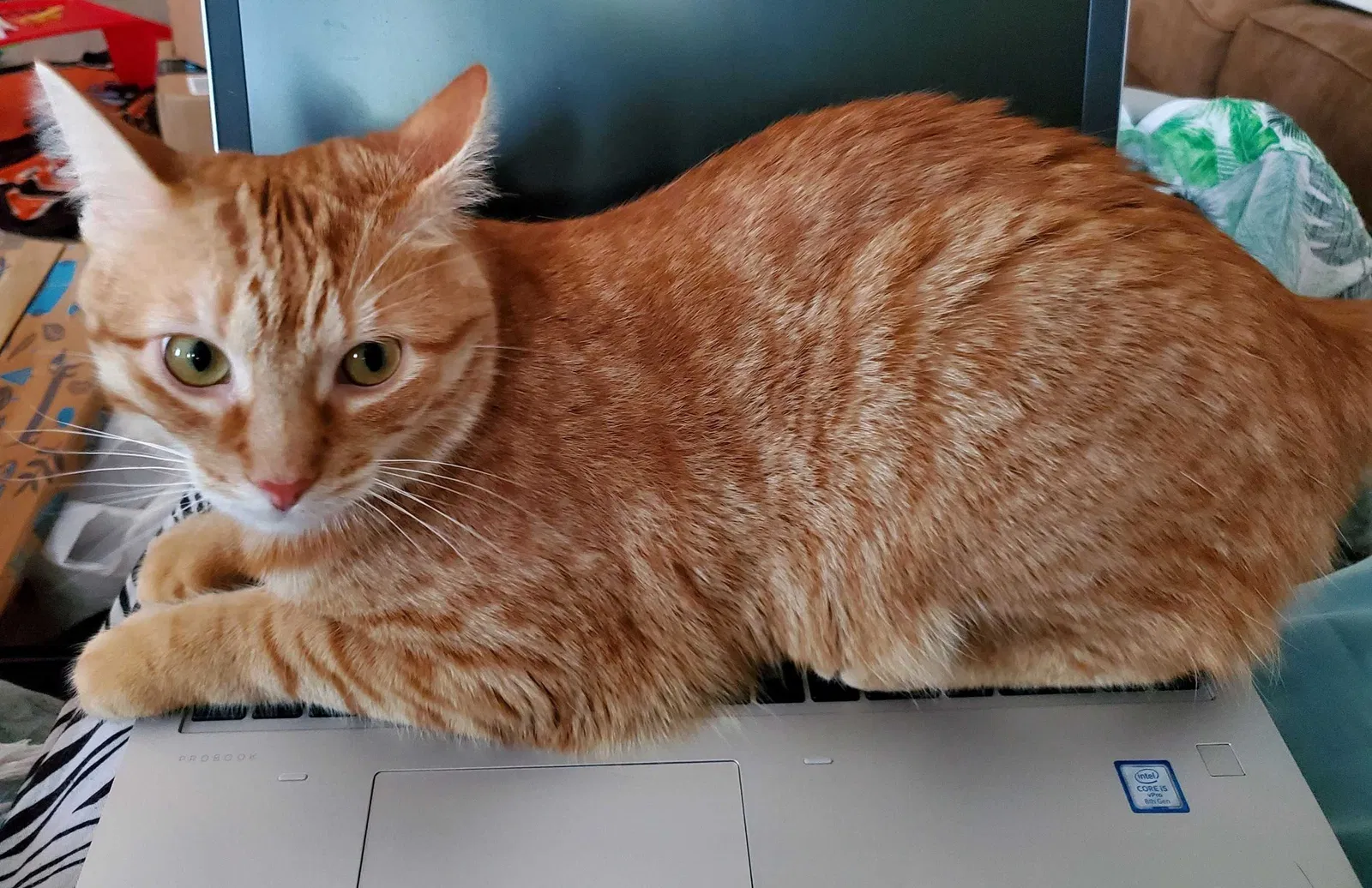 Lost cat in Reynoldsburg, OH, 43068