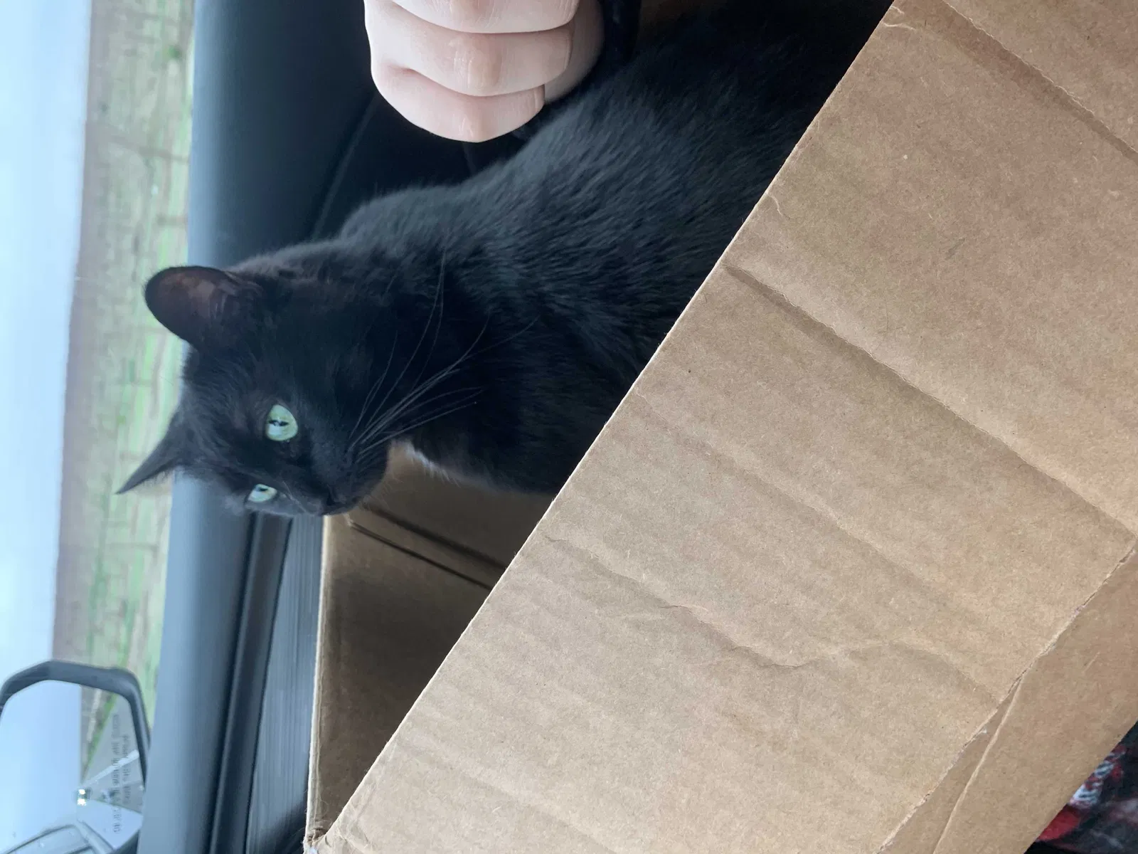 Lost cat in Los Banos, CA, 93635