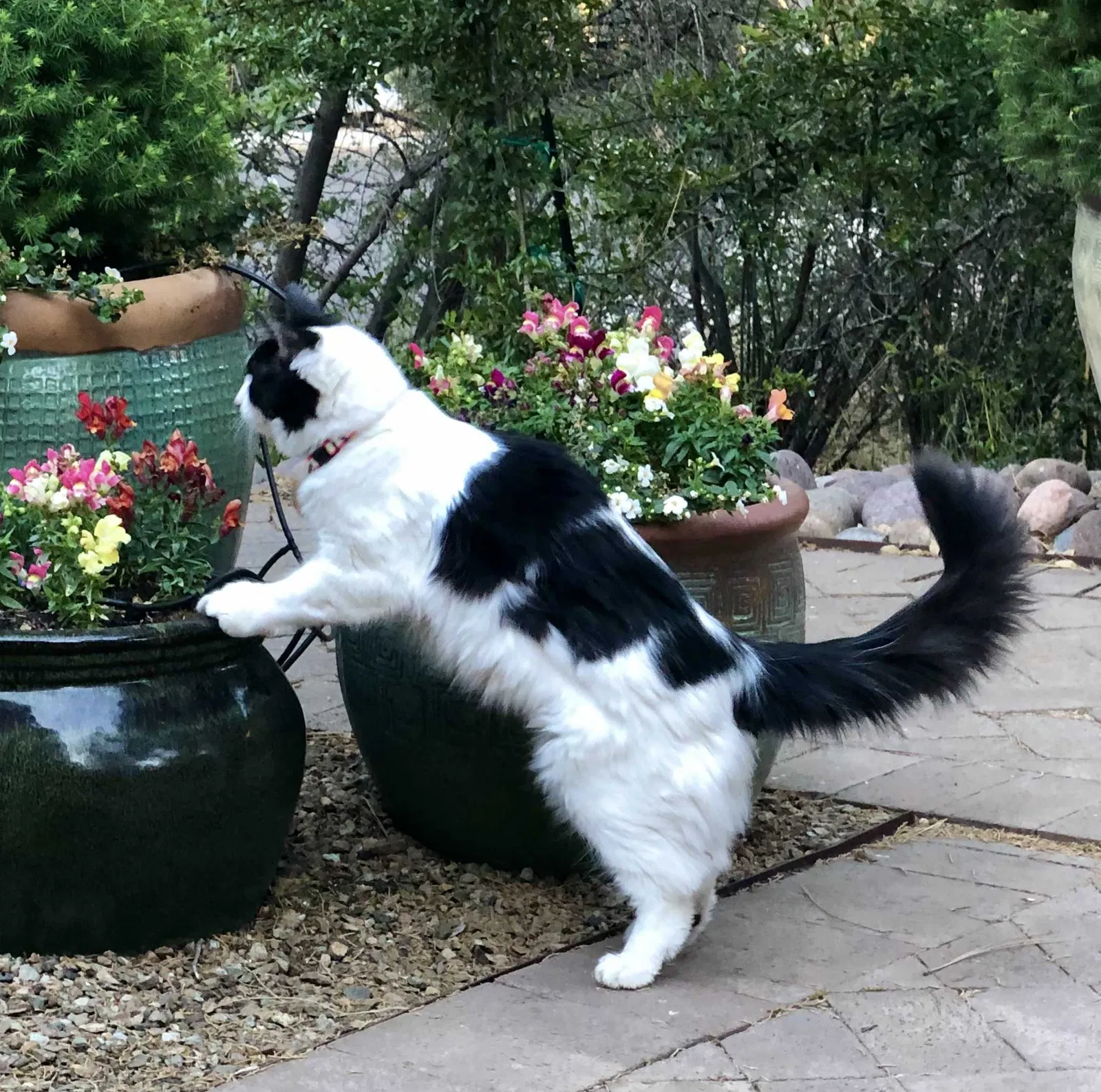 Lost cat in Phoenix, AZ, 85086