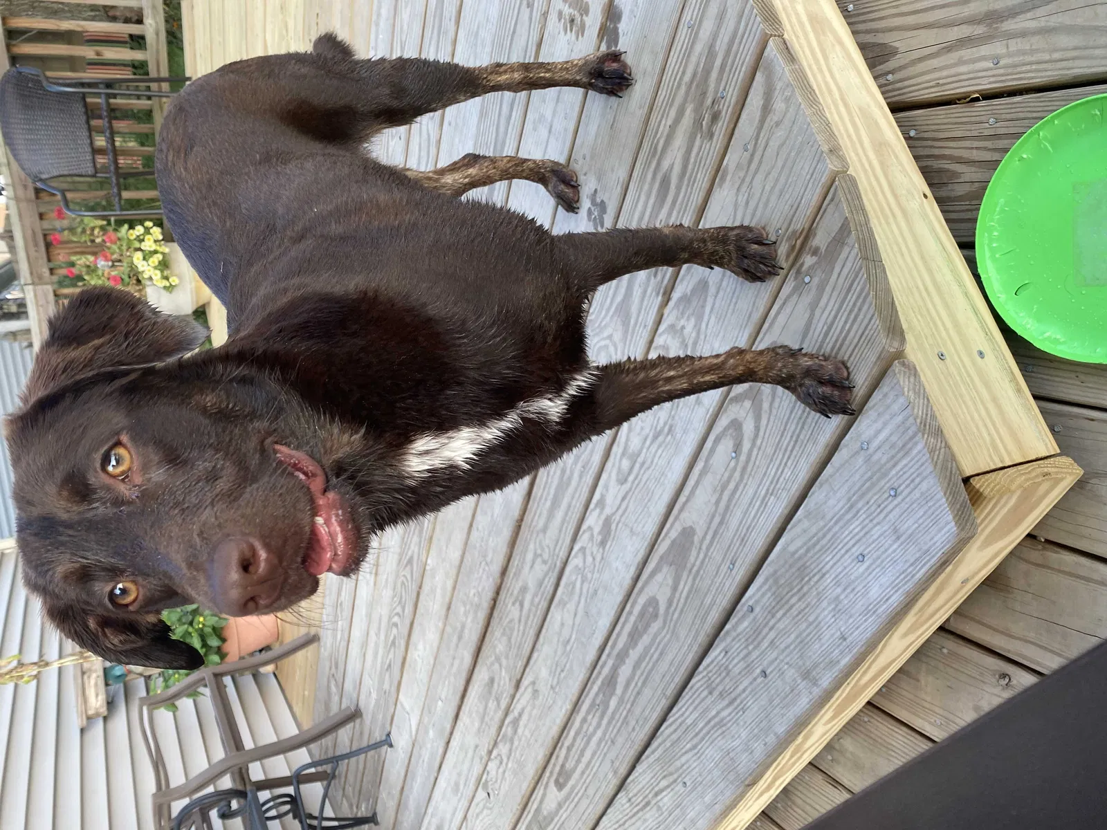 Lost dog in Unknown, IN, 47055