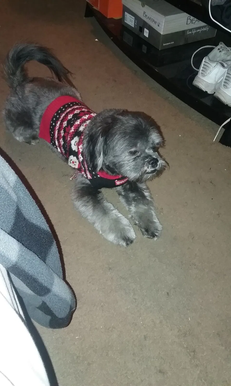 Lost dog in Phoenix, AZ, 85031