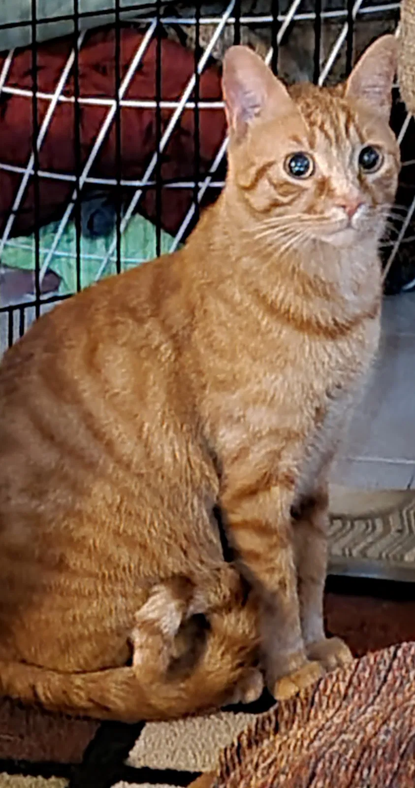 Lost cat in San Diego, CA, 92124