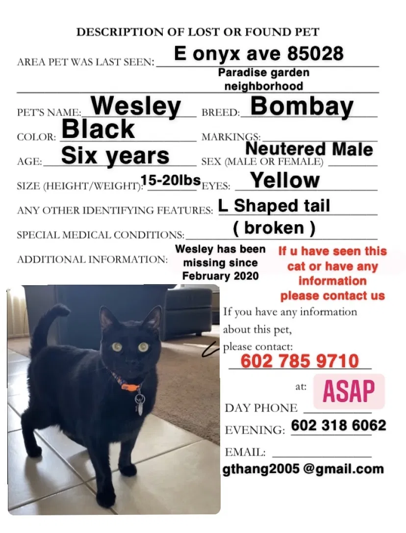 Lost cat in Phoenix, AZ, 85028