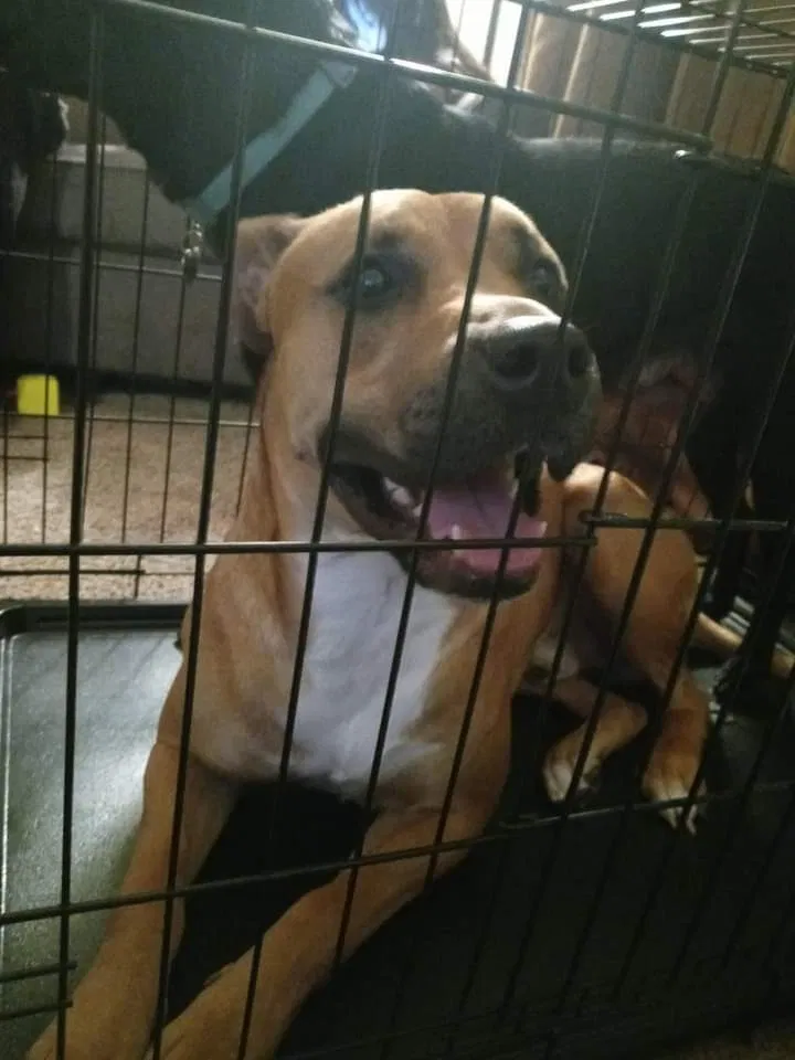 Lost dog in Colorado Springs, CO, 80906