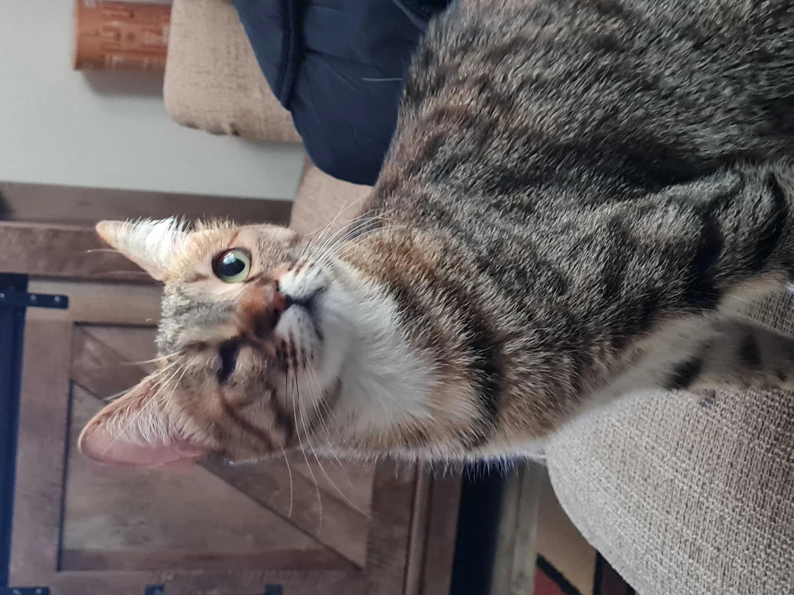Lost cat in San Diego, CA, 92124