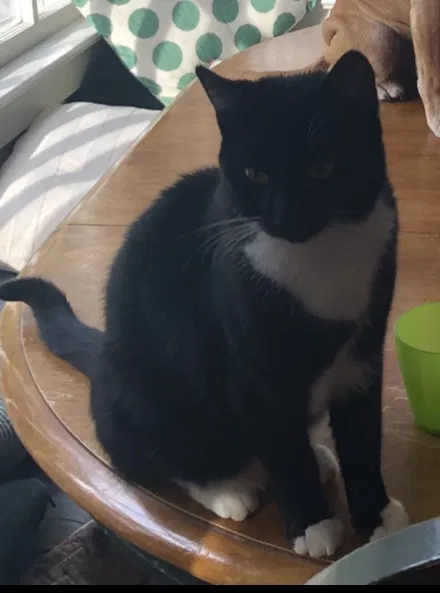 Lost cat in Norfolk, VA, 23505