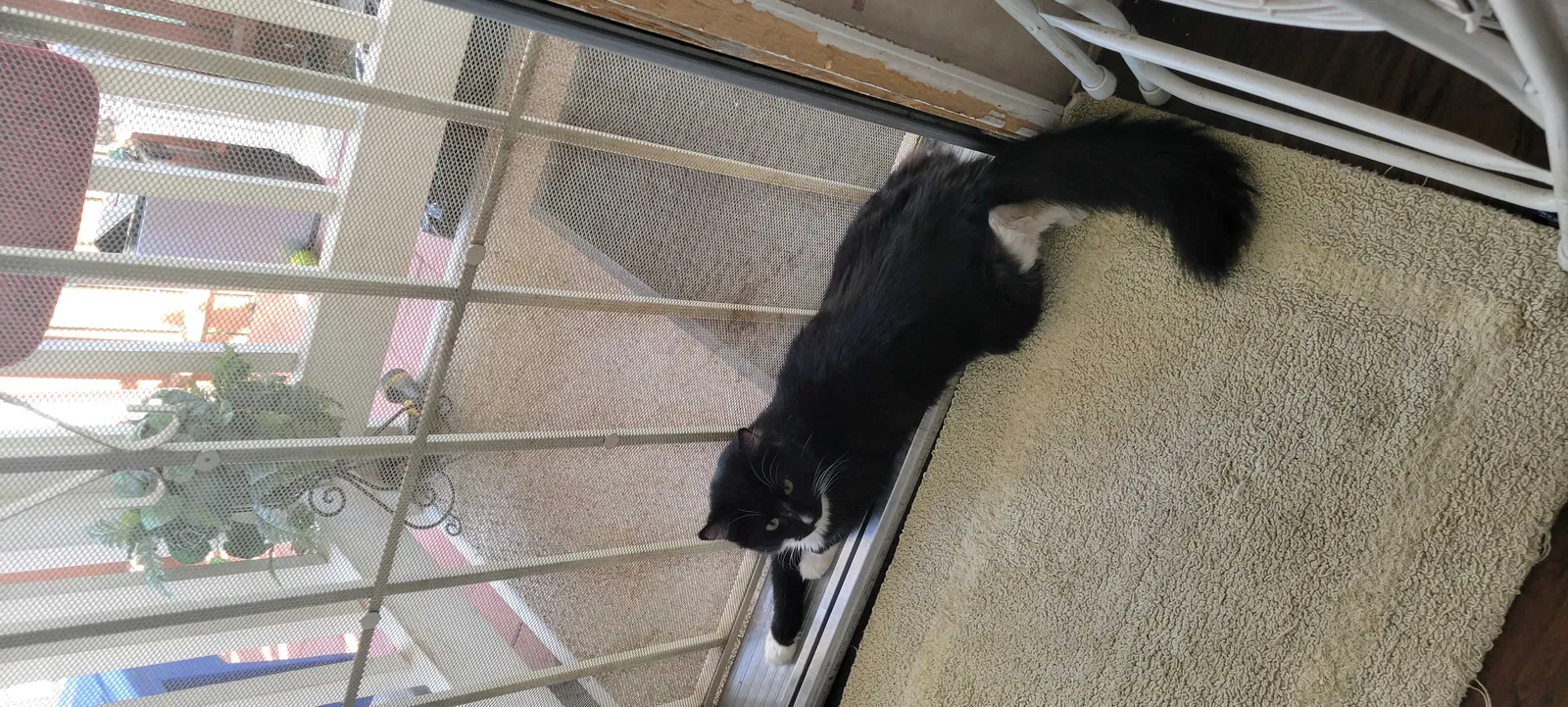 Lost cat in San Bernardino, CA, 92410
