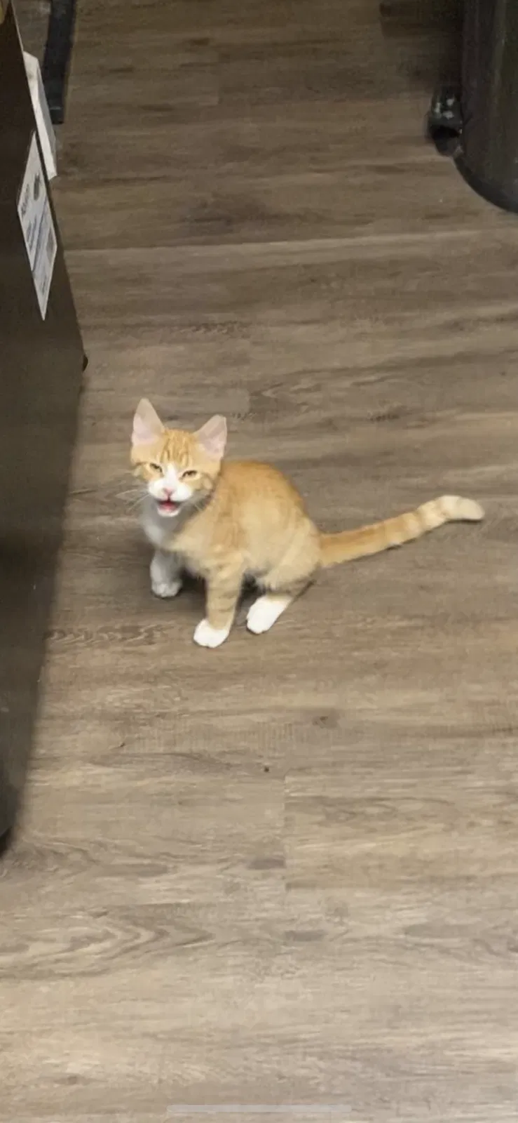 Lost cat in Phoenix, AZ, 85020