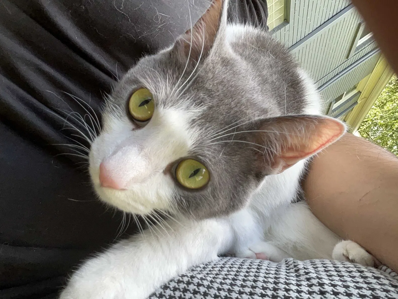 Lost cat in Atlanta, GA, 30309