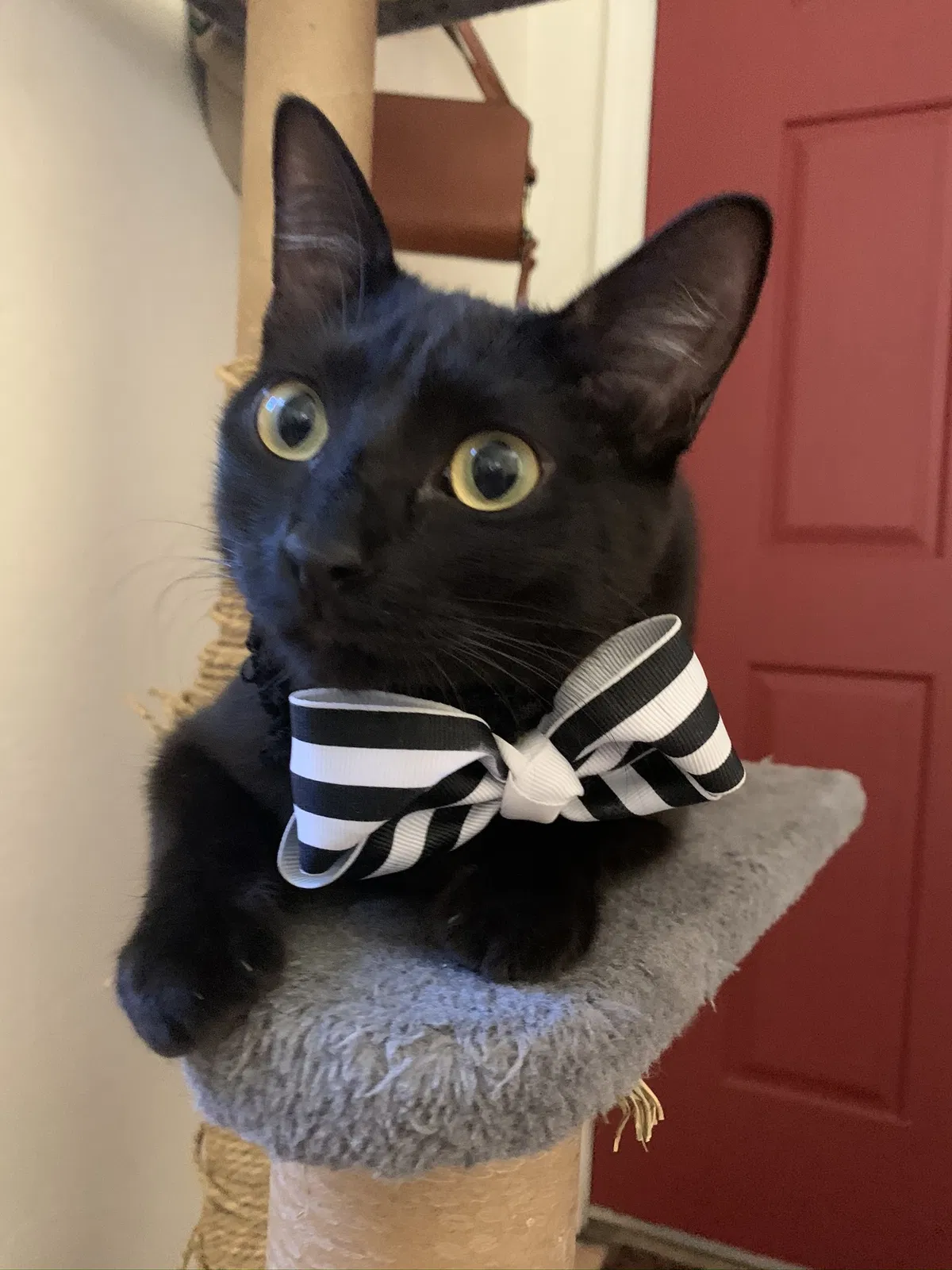 Lost cat in Phoenix, AZ, 85040
