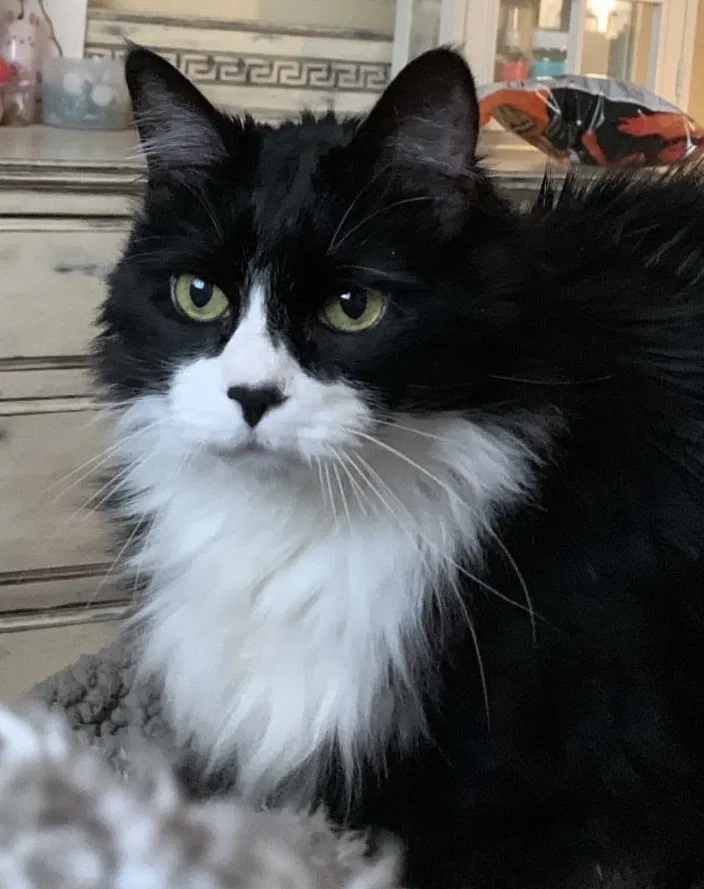 Lost cat in Sherman, TX, 75092