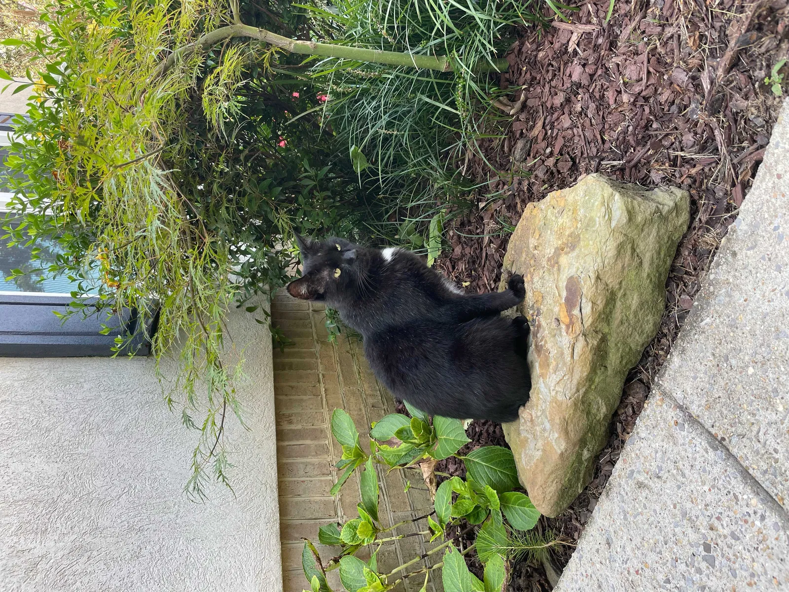 Lost cat in Birmingham, AL, 35244