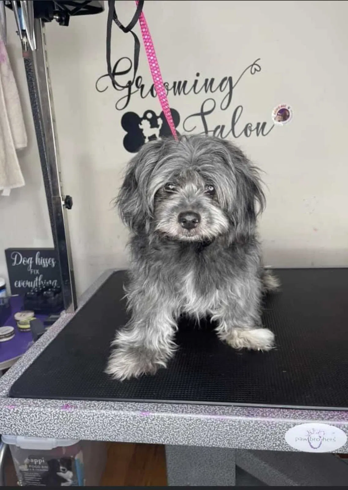Lost dog in Chicago, IL, 60624