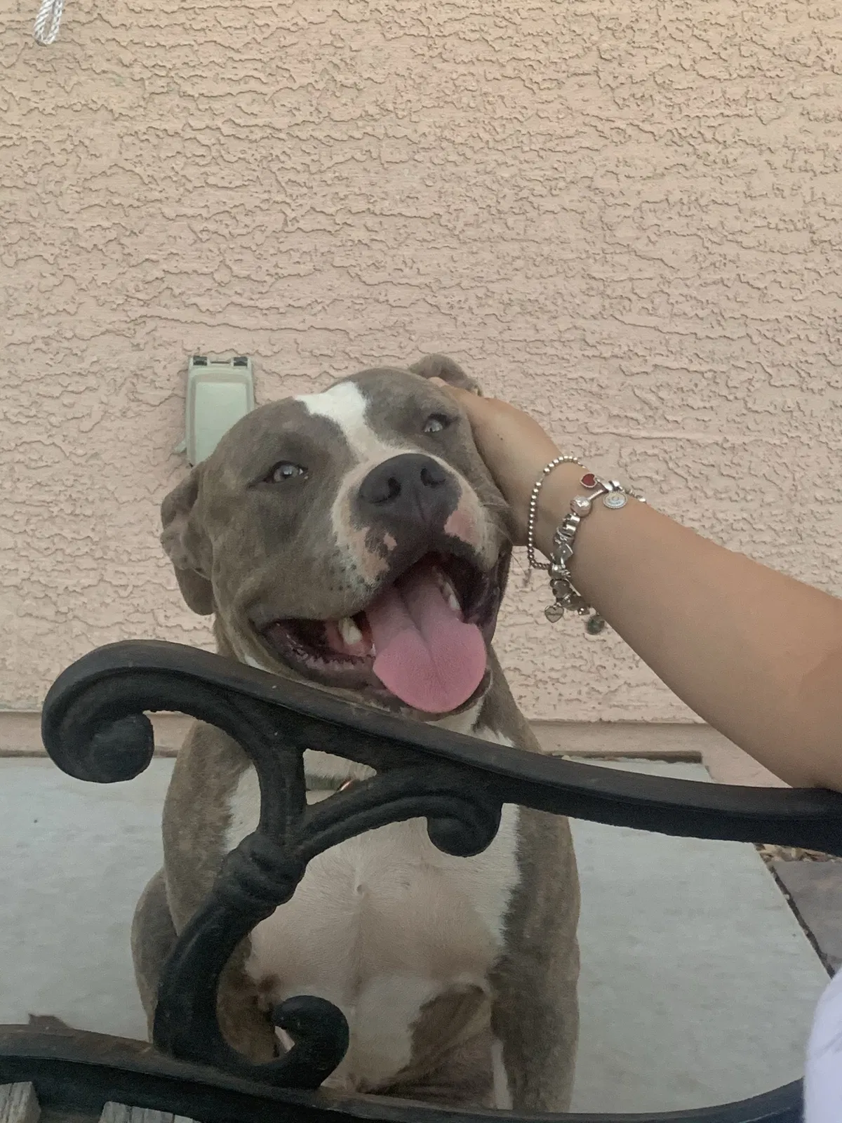 Lost dog in Phoenix, AZ, 85041