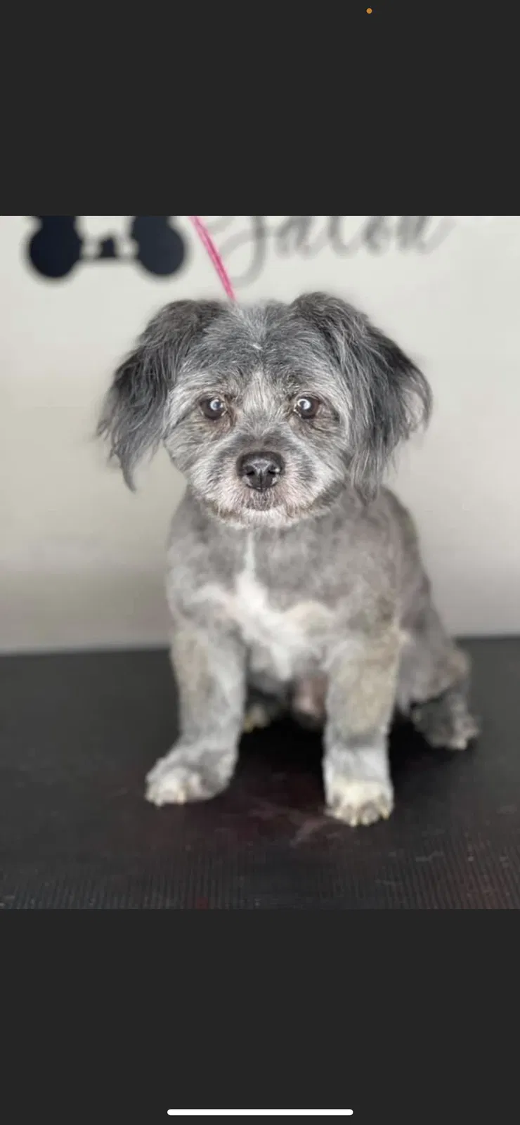 Lost dog in Chicago, IL, 60624