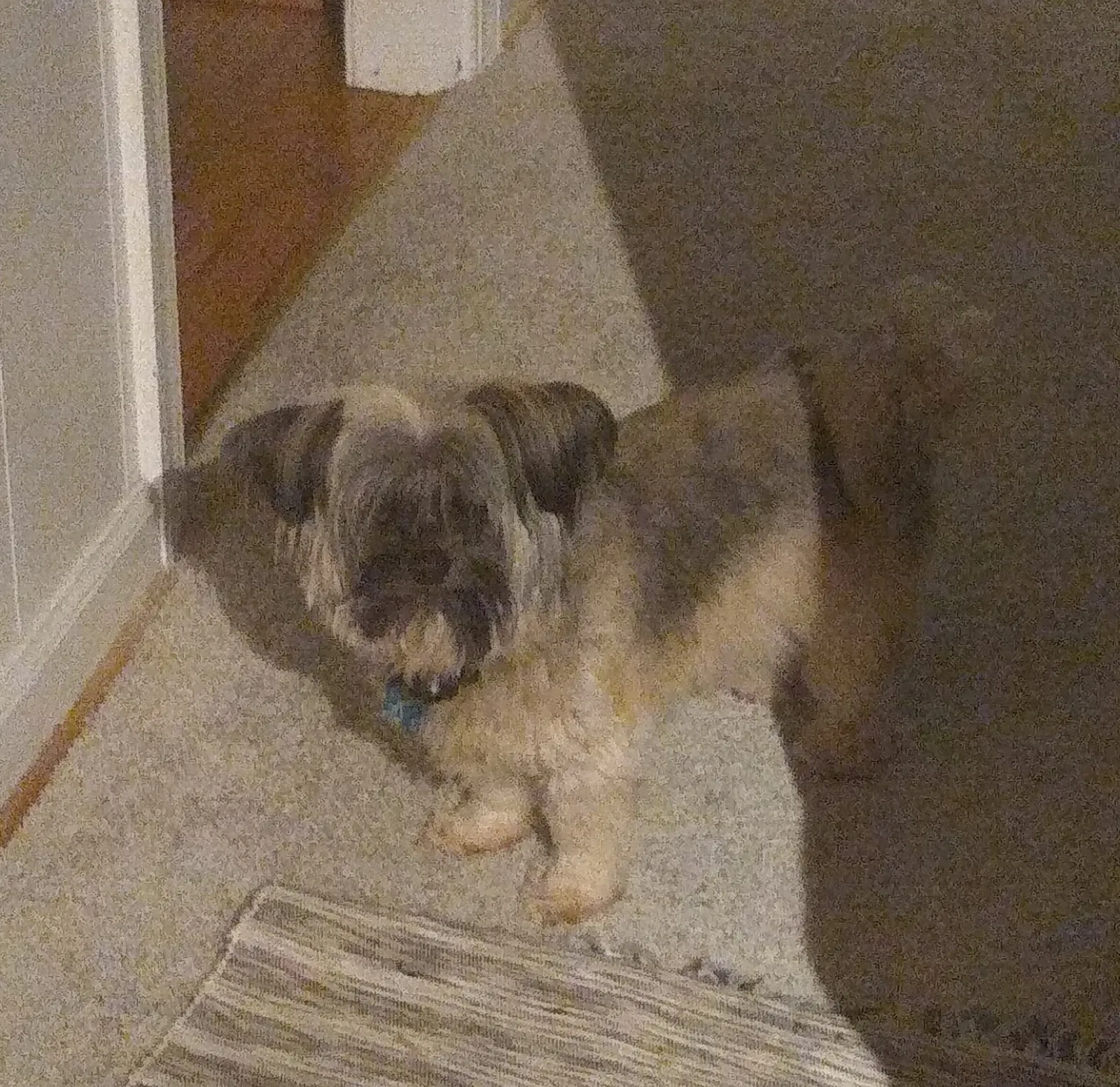 Lost dog in Chesapeake, VA, 23322