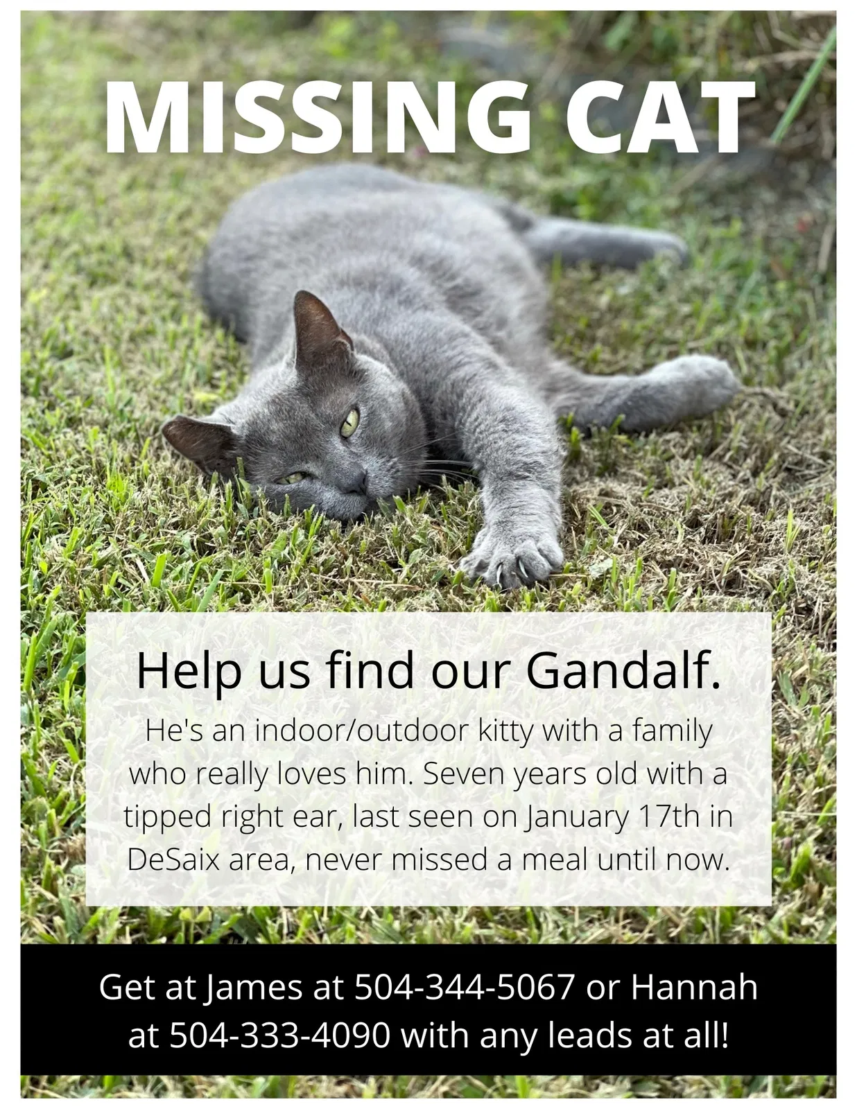 Lost cat in New Orleans, LA, 70119