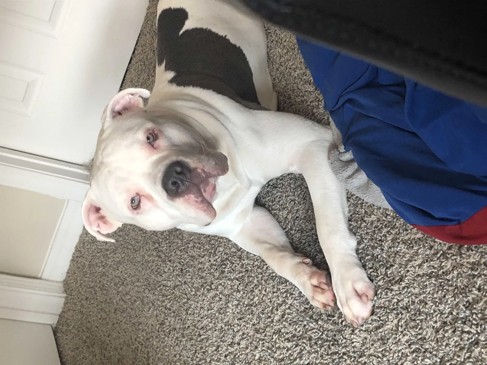 Lost dog in Cypress, TX, 77433
