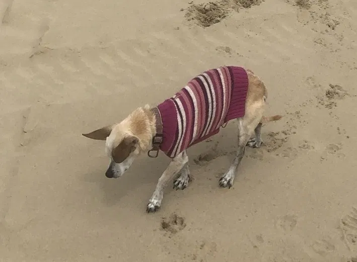 Lost dog in Menifee, CA, 92584
