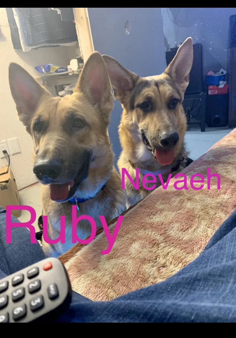 Lost dog in Las Vegas, NV, 89110
