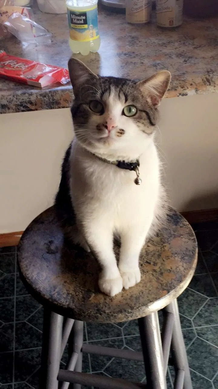 Lost cat in Terre Haute, IN, 47802