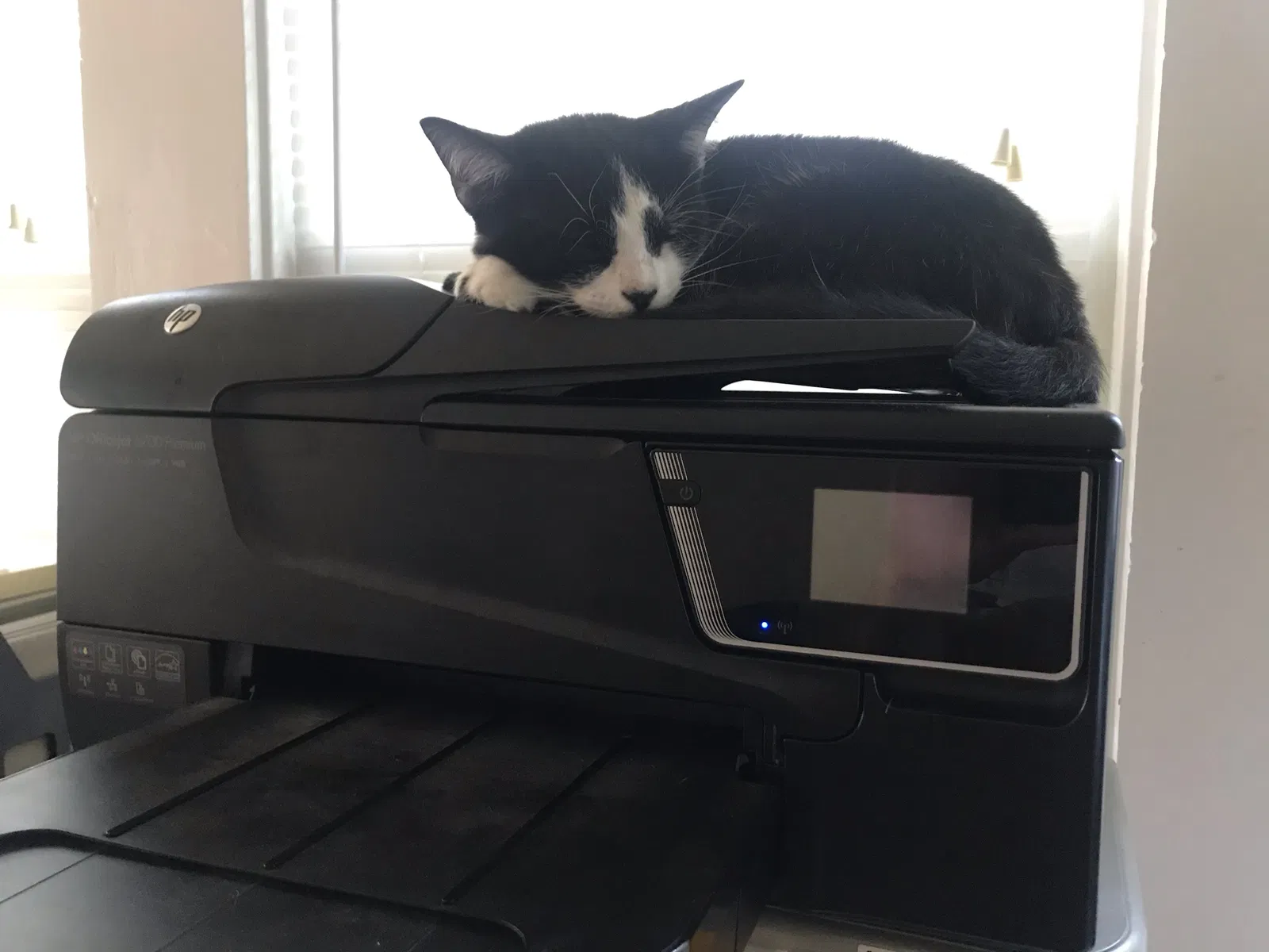 Lost cat in Dayton, OH, 45459
