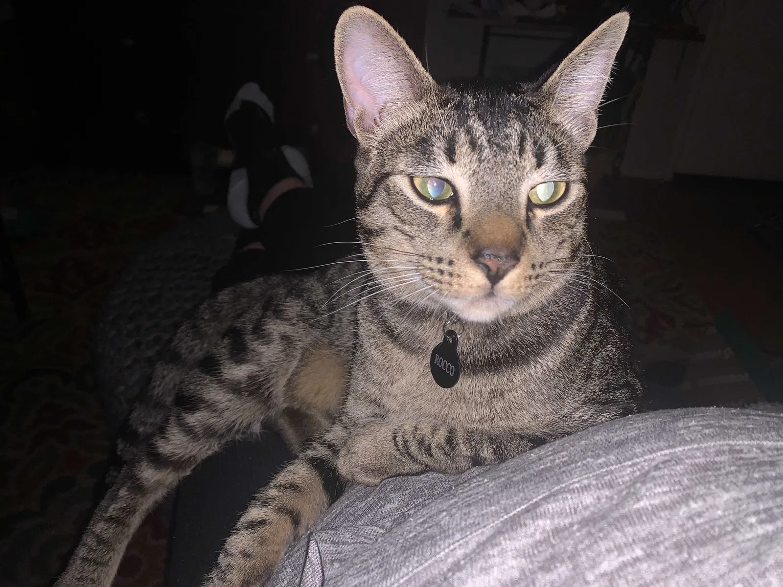 Lost cat in Los Angeles, CA, 90066