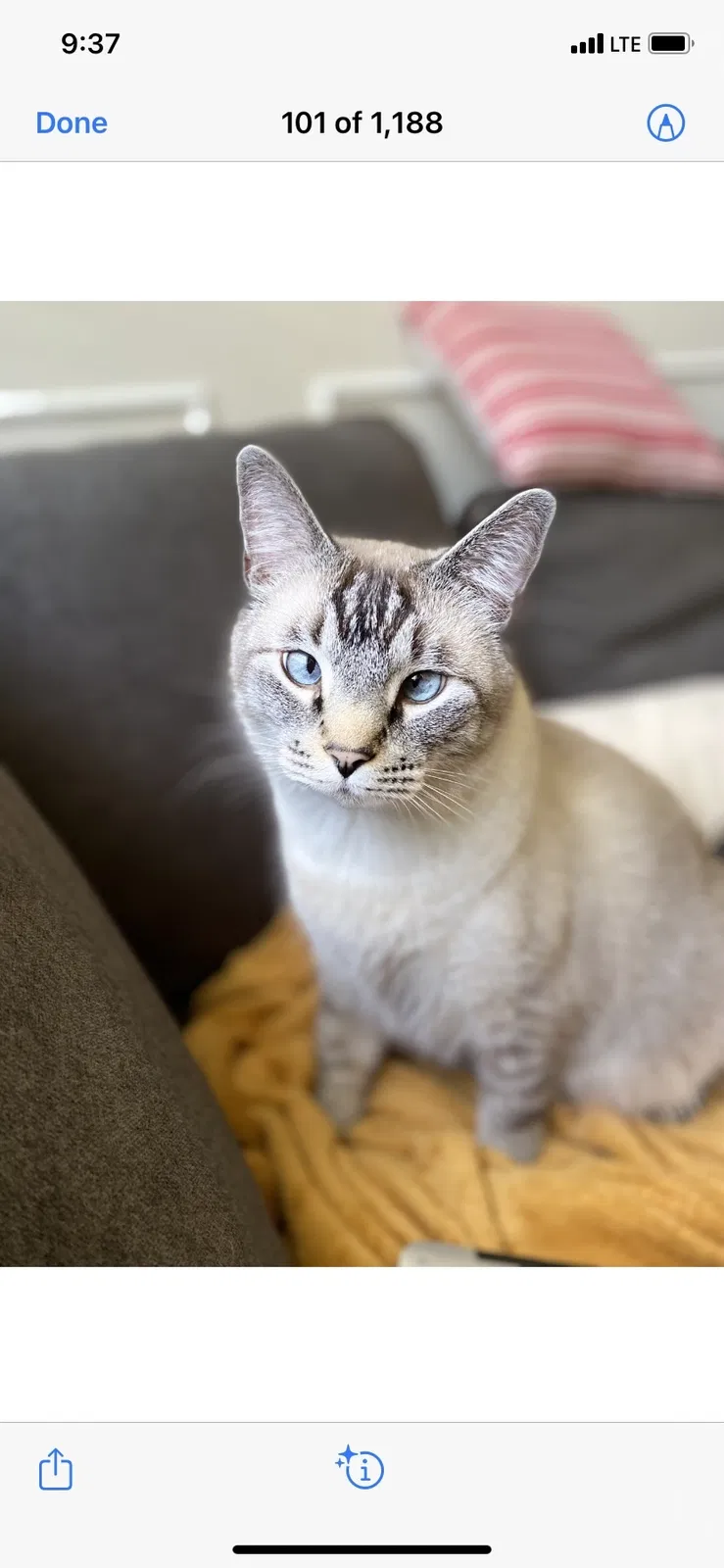 Lost cat in Cypress, TX, 77433