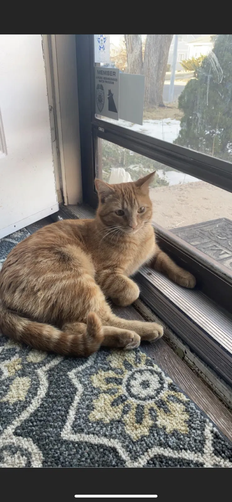 Lost cat in Aurora, CO, 80013