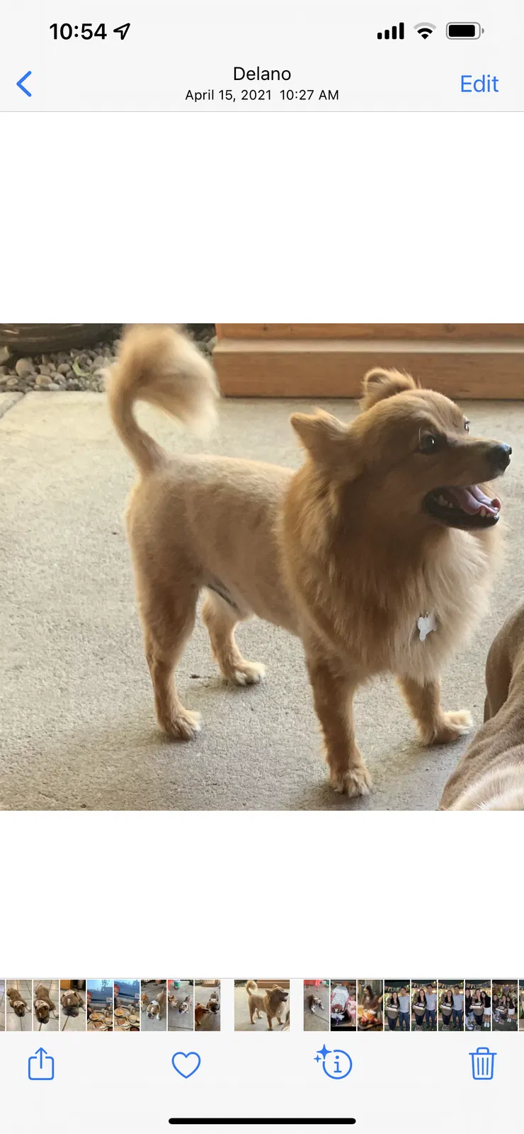 Lost dog in Delano, CA, 93215