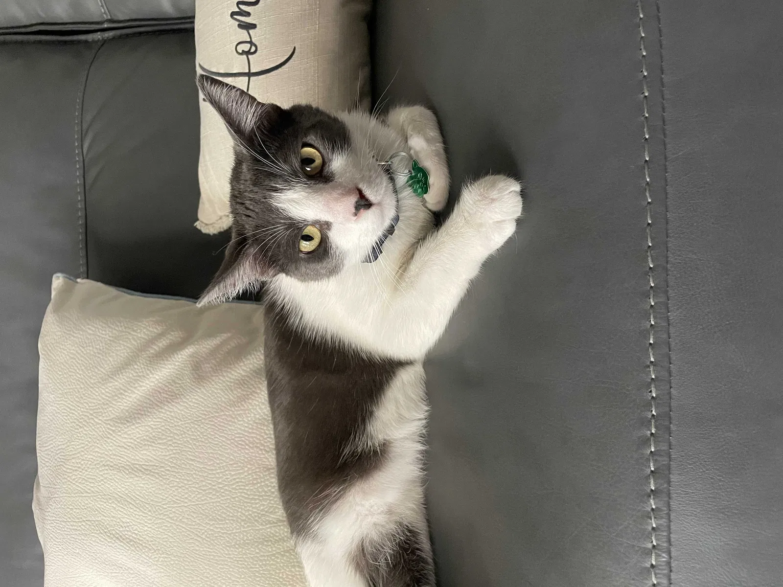 Lost cat in Las Vegas, NV, 89149