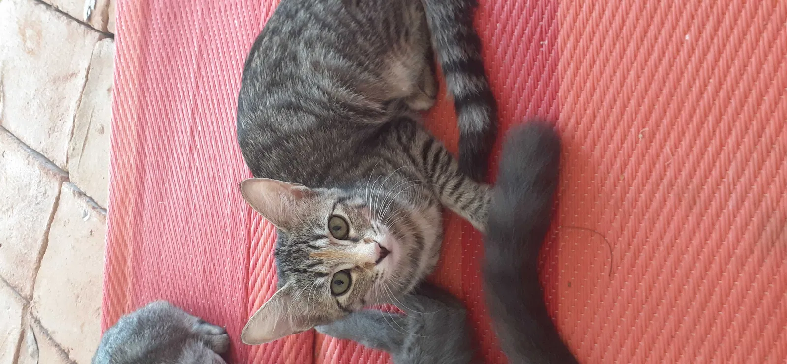Lost cat in Phoenix, AZ, 85053