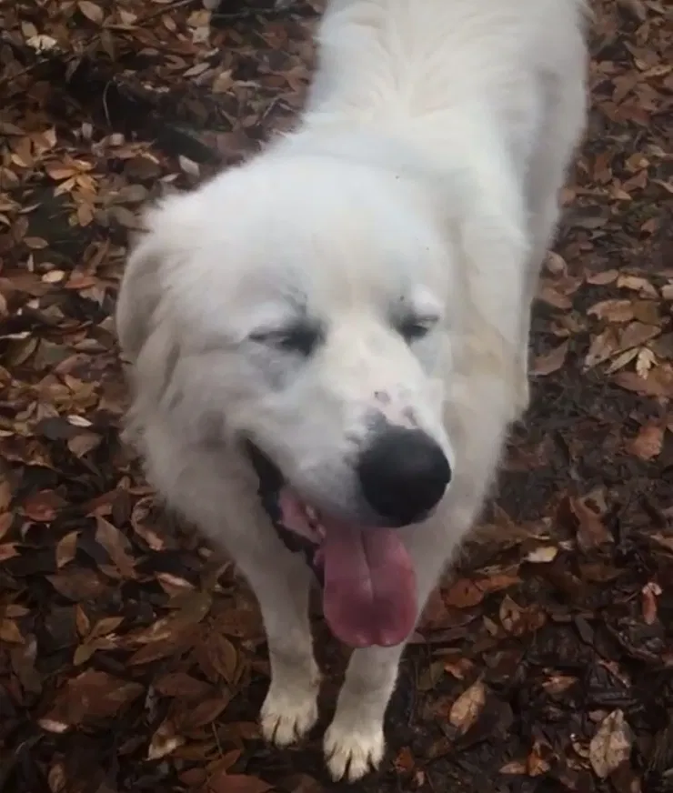 Lost dog in Rome, GA, 30165
