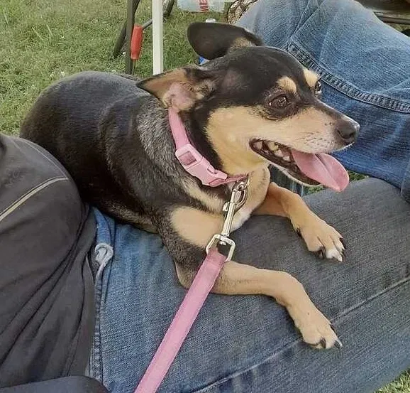 Lost dog in Hatboro, PA, 19040