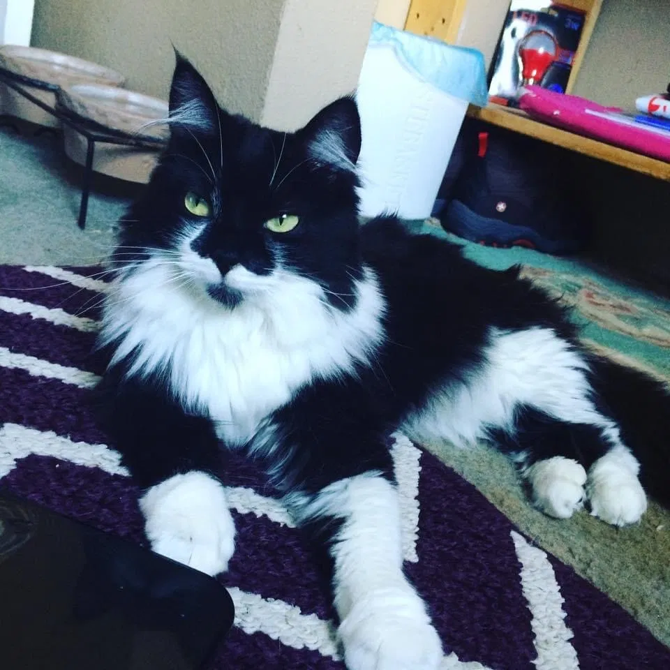 Lost cat in Hemet, CA, 92544
