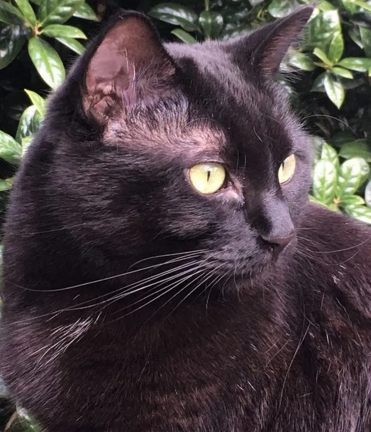 Lost cat in Oklahoma City, OK, 73110