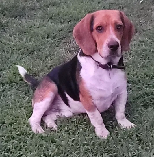 Lost dog in Dry Ridge, KY, 41035