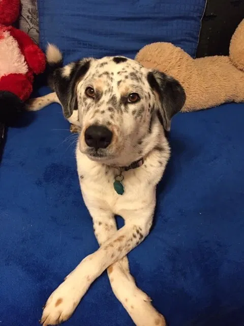 Lost dog in Quinlan, TX, 75474