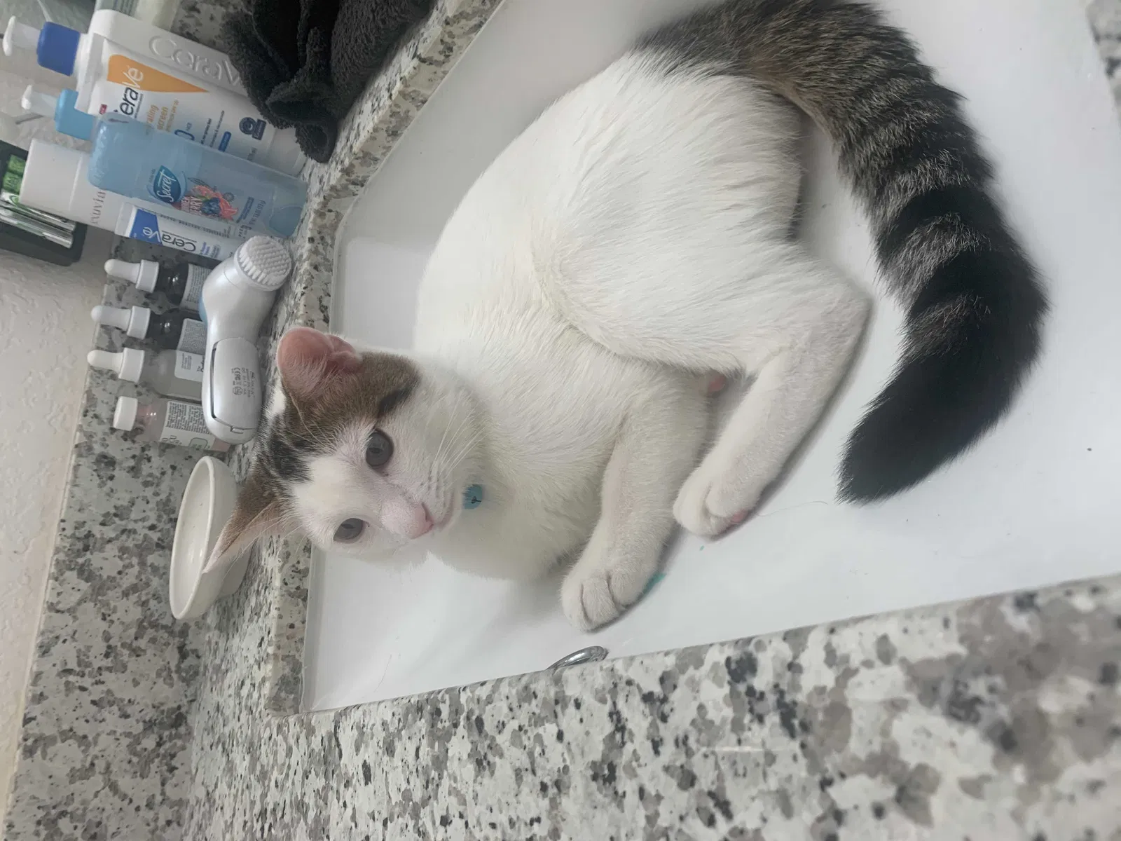 Lost cat in Brownsville, TX, 78526