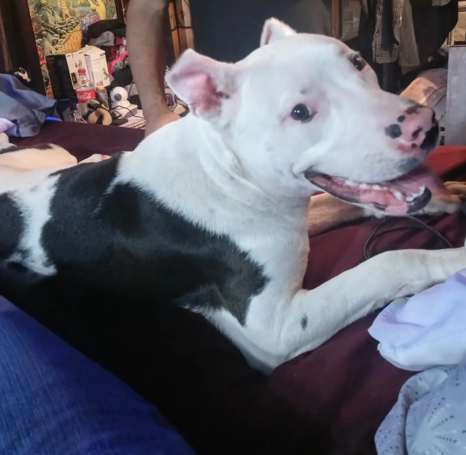Lost dog in Nicholasville, KY, 40356